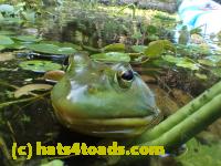 /home//u458753944/public_html/sourcegallery//Frogs/Bullfrogs 2016-08 Ontario/P8091470.JPG